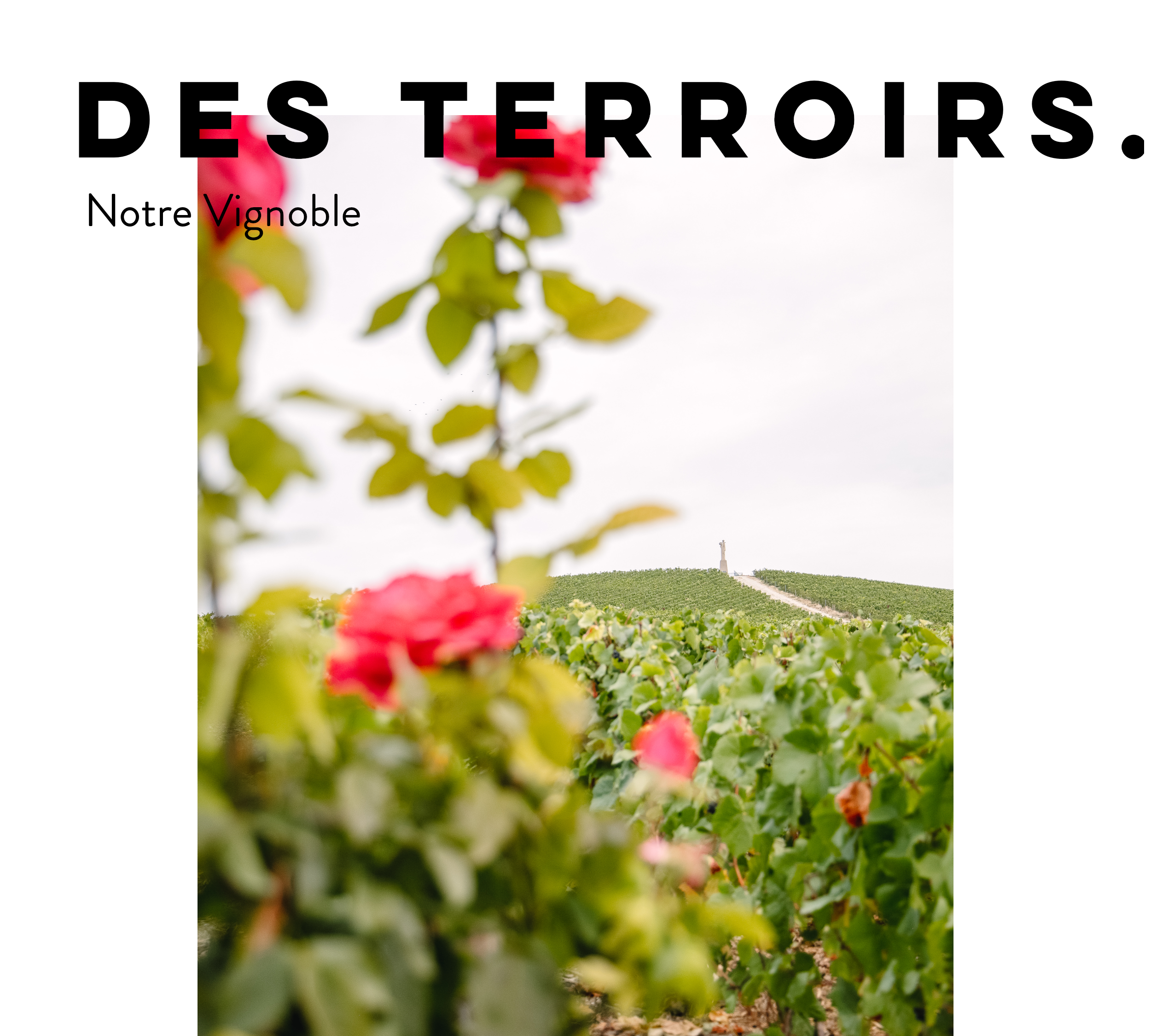 Roses au milieu d'un champ de vignes