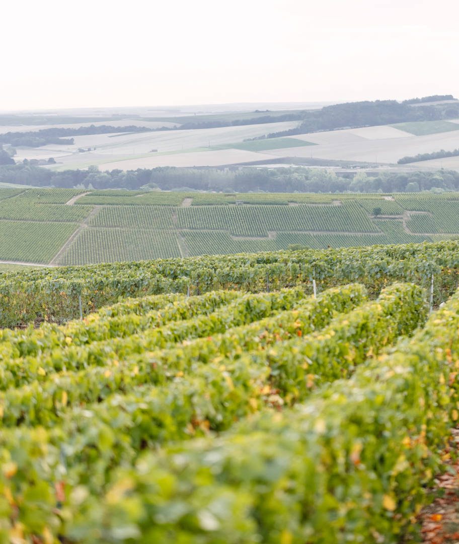 Champ de vignes du domaine Lheureux sur la Cotes de Blancs