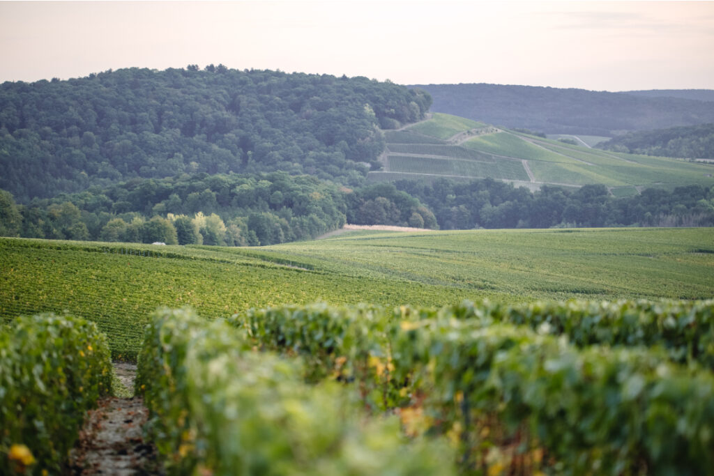 Paysage du vignoble du domaine du champagne Lheureux