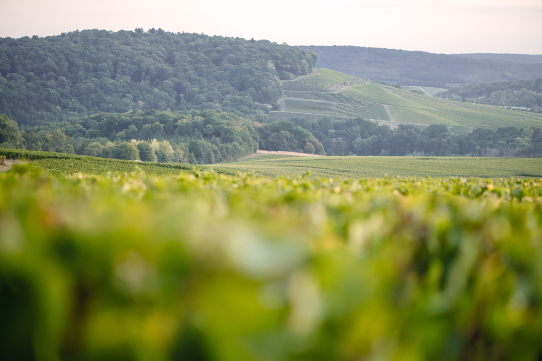 champagne-maison-lheureux-vallee-marne